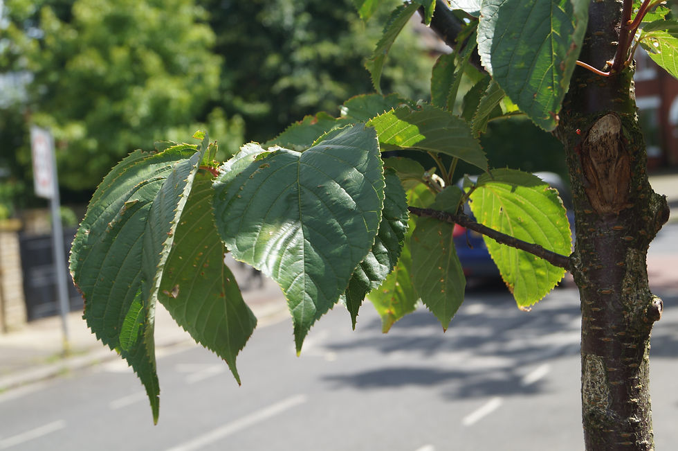 Sargent's cherry leaves, Carver Road