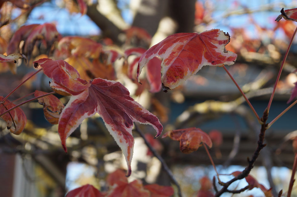 Variegated autumn colour of Silver King sweet gum, Burbage Road