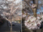 Yoshino cherry blossom, Winterbrook Road, early March