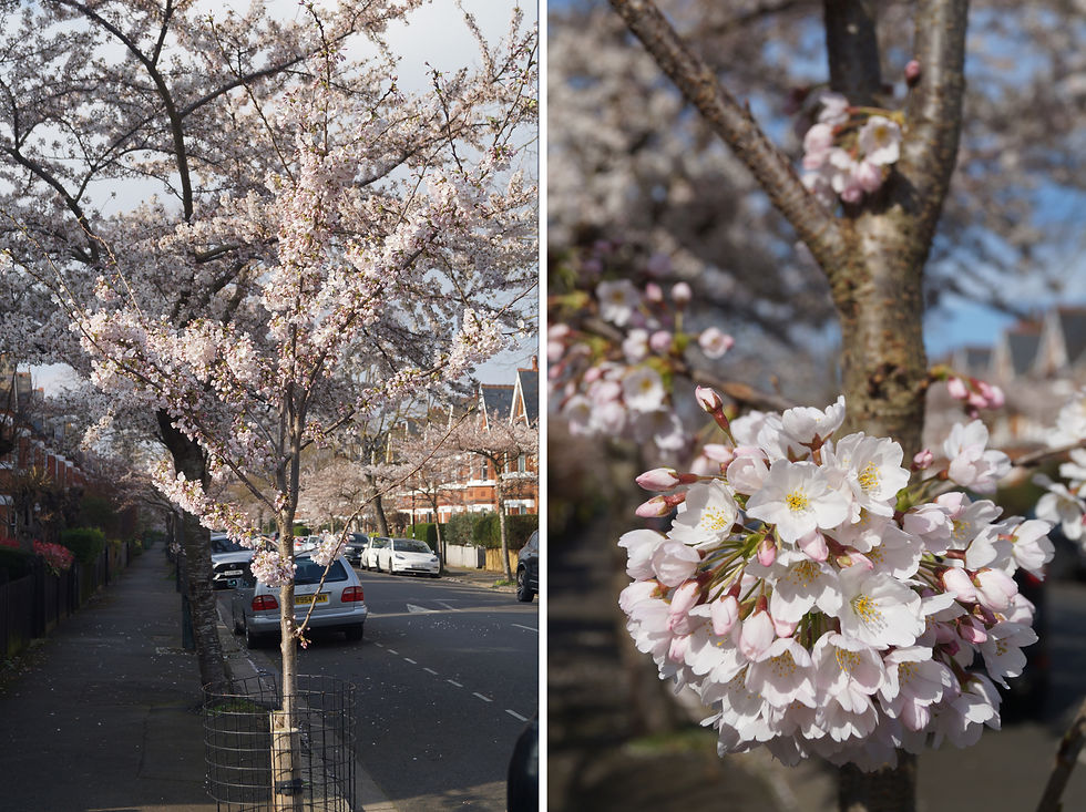 Yoshino cherry blossom, Winterbrook Road, early March