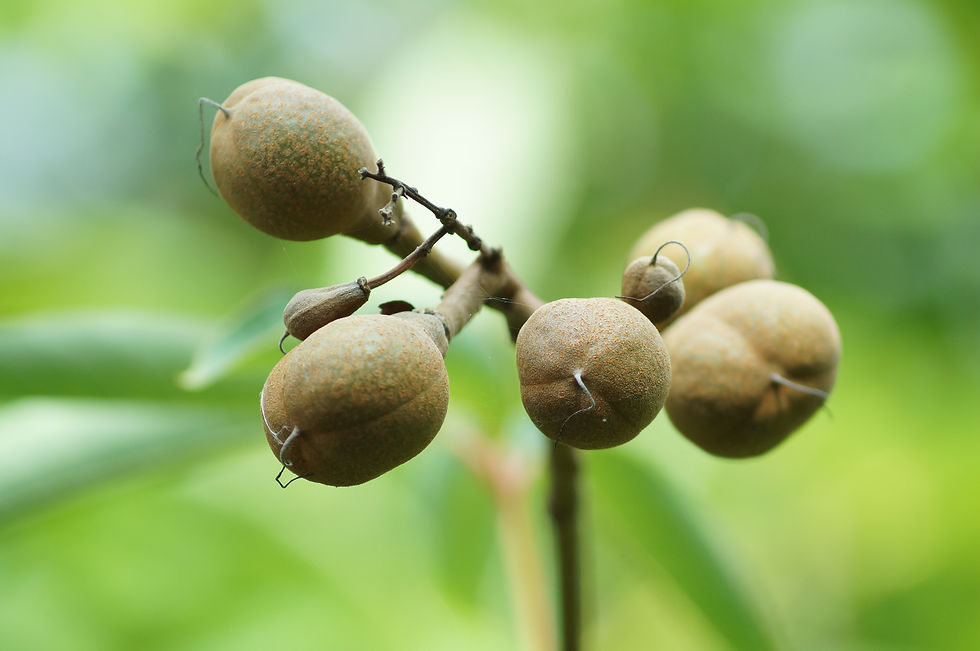 Stradella Road Indian horse chestnut