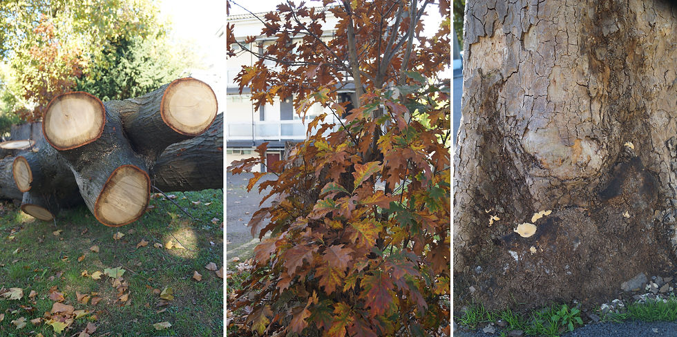 Left: felled northern red oak, Hillcrest. Centre: red oak regenerating from stump. Right: decay in London plane, Elmwood Road