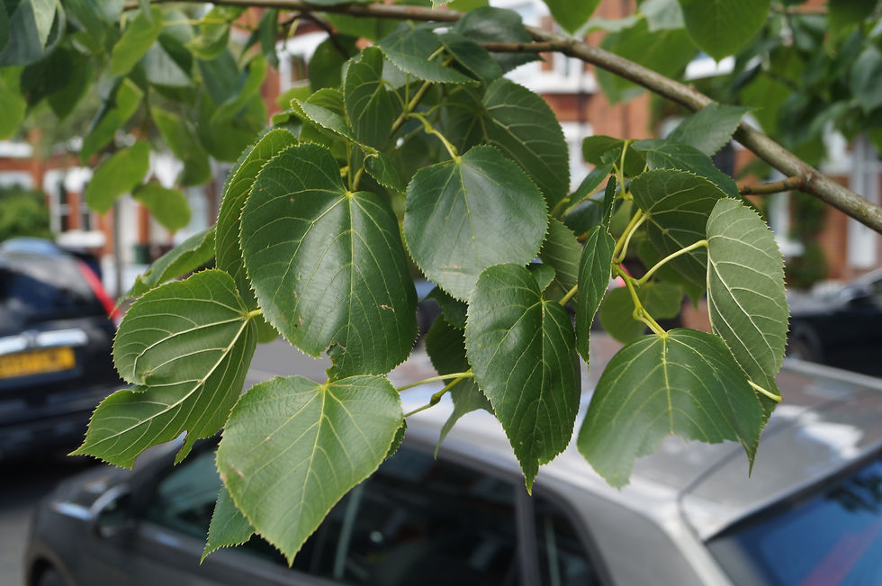 Caucasian lime leaves, Holmdene Avenue