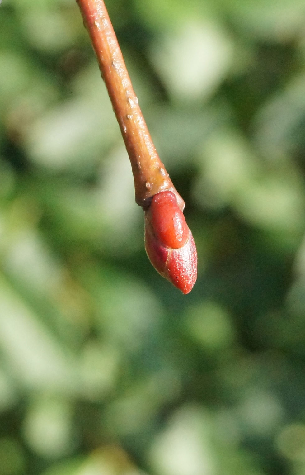 Red Post Hill lime bud