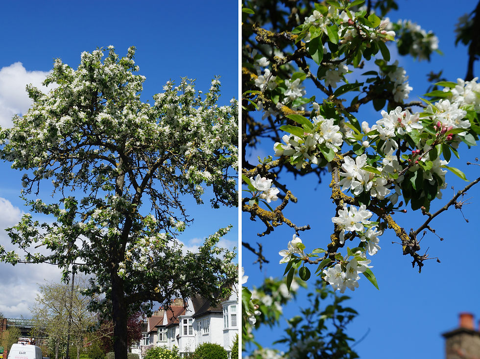 Vigorous John Downie crab apple on Burbage Road, mid-April