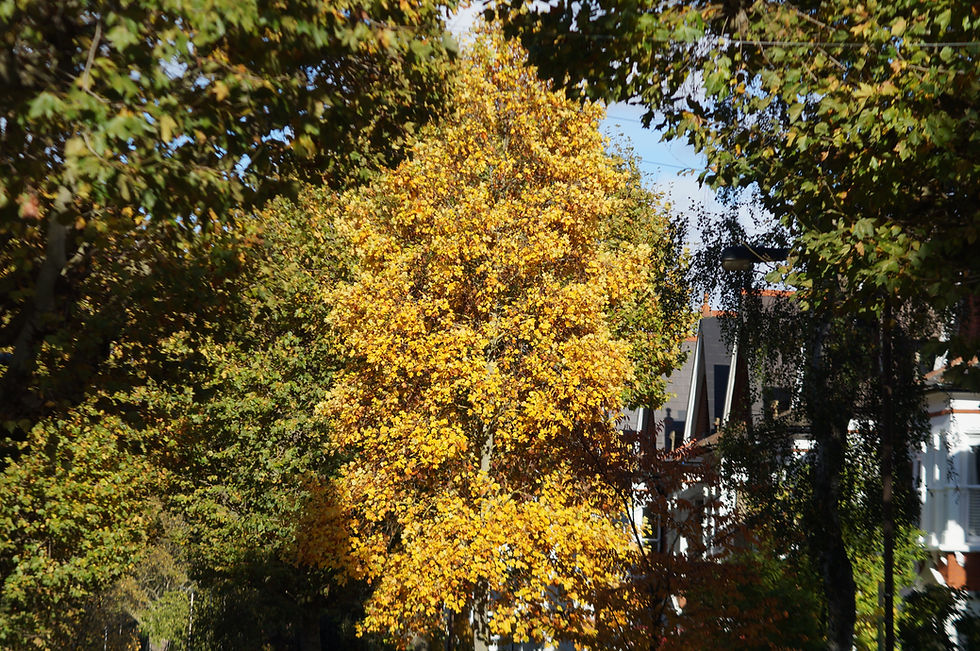 Tulip tree leaves, Beckwith Road