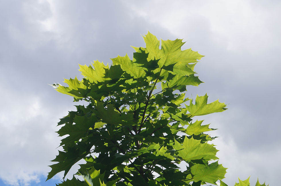 Norway maple leaves, Burbage Road