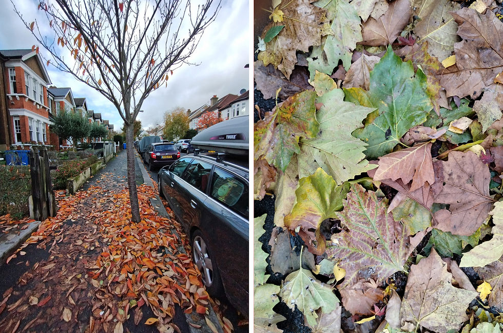 Fallen leaves on Ruskin Walk. Left - wild cherry. Right - London plane