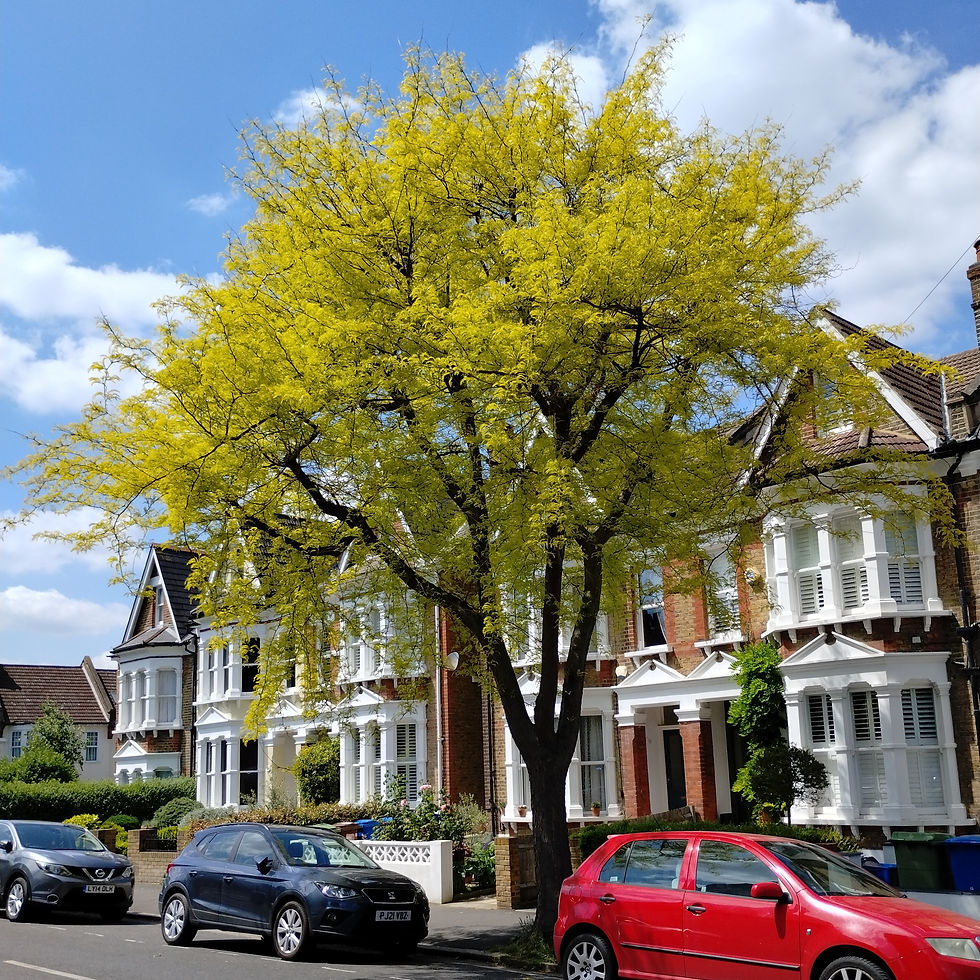 'Sunburst ' honey locust, Elmwood Road