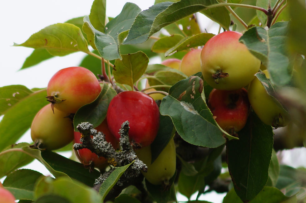Burbage Road crab apples