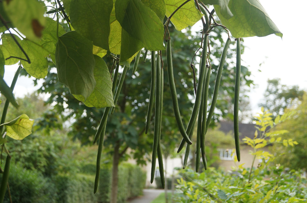Indian bean tree pods, Casino Avenue