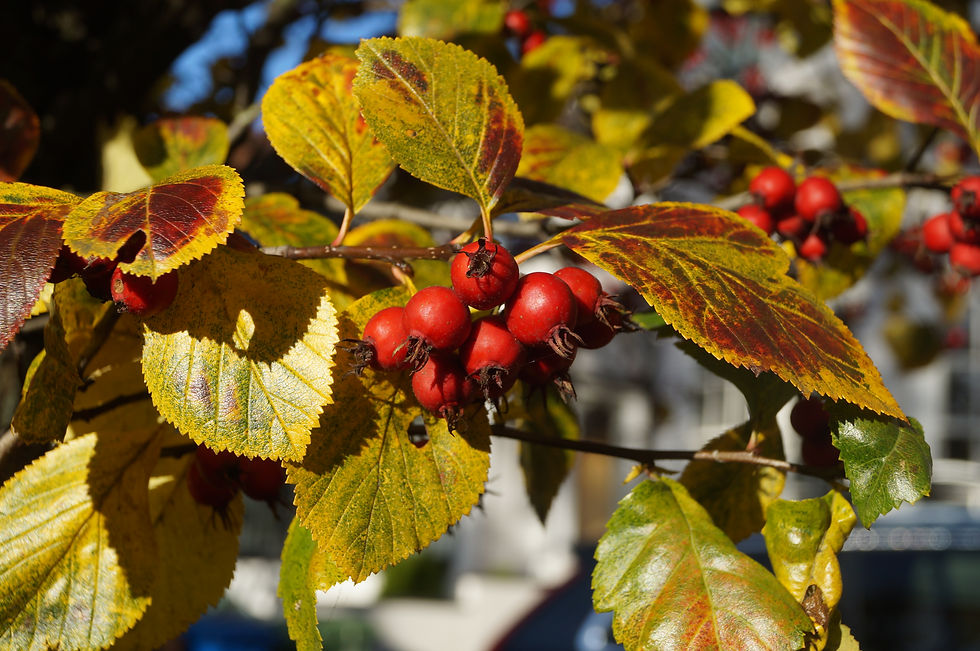 Broad-leaved cockspur thorn, Half Moon Lane. Yellow-brown leaves and red berries