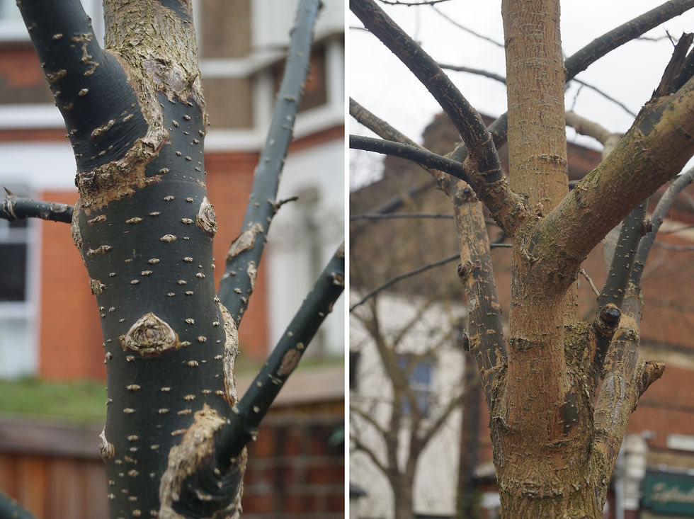Changing colour of Japanese pagoda tree bark, Holmdene Avenue. Left - recently planted tree. Right - older tree