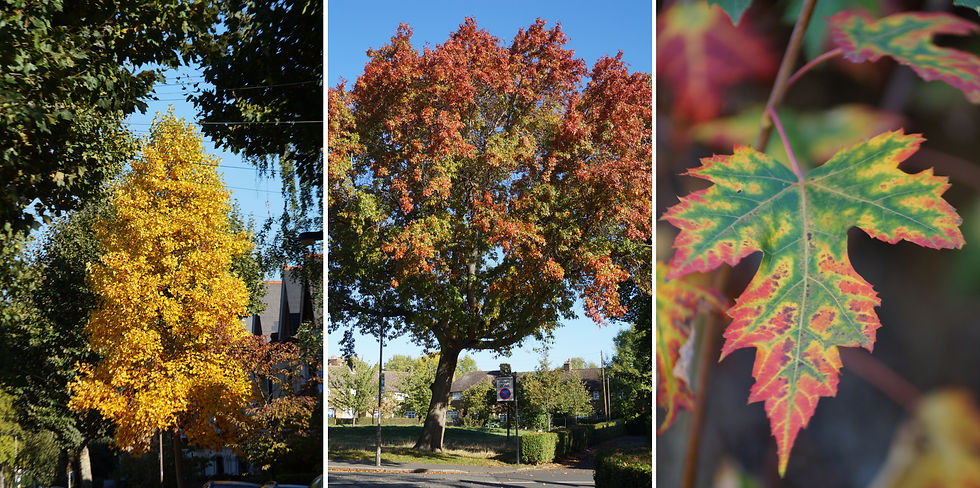 Early autumn colours. Left: Turkey oak, Sunray Avenue. Centre: Tulip tree, Beckwith Road. Right: Silver maple leaf, Stradella Road