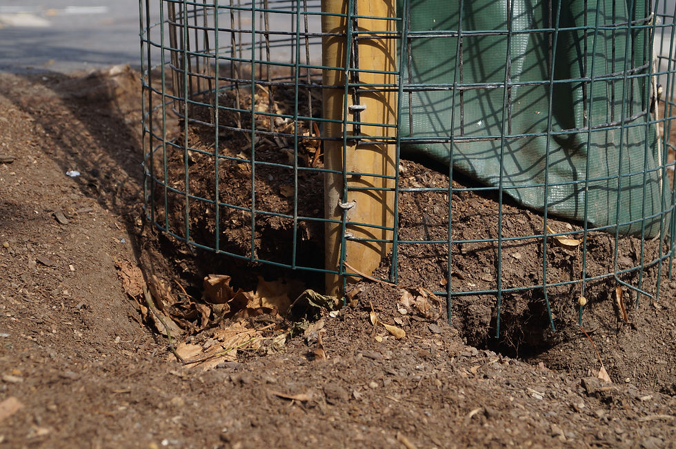 Fox holes, London plane, Elmwood Road