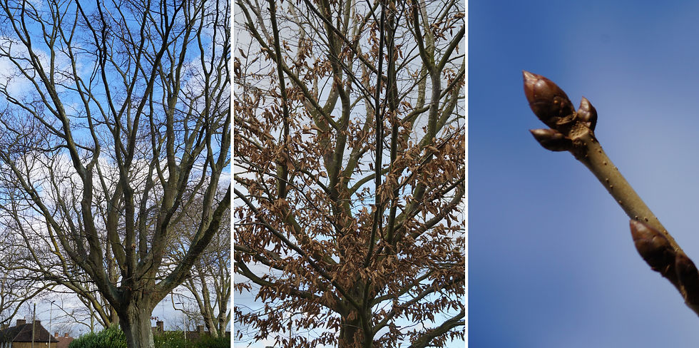 Left: Common hornbeam, Sunray Avenue. Centre: Common hornbeam, Casino Avenue. Right: Horse chestnut, Red Post Hill