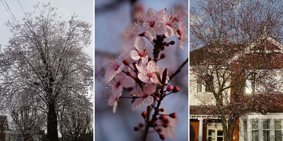 February blossom. Left - Purple-leaved cherry plum, Beckwith Road. Right and centre - Black cherry plum, Burbage Road