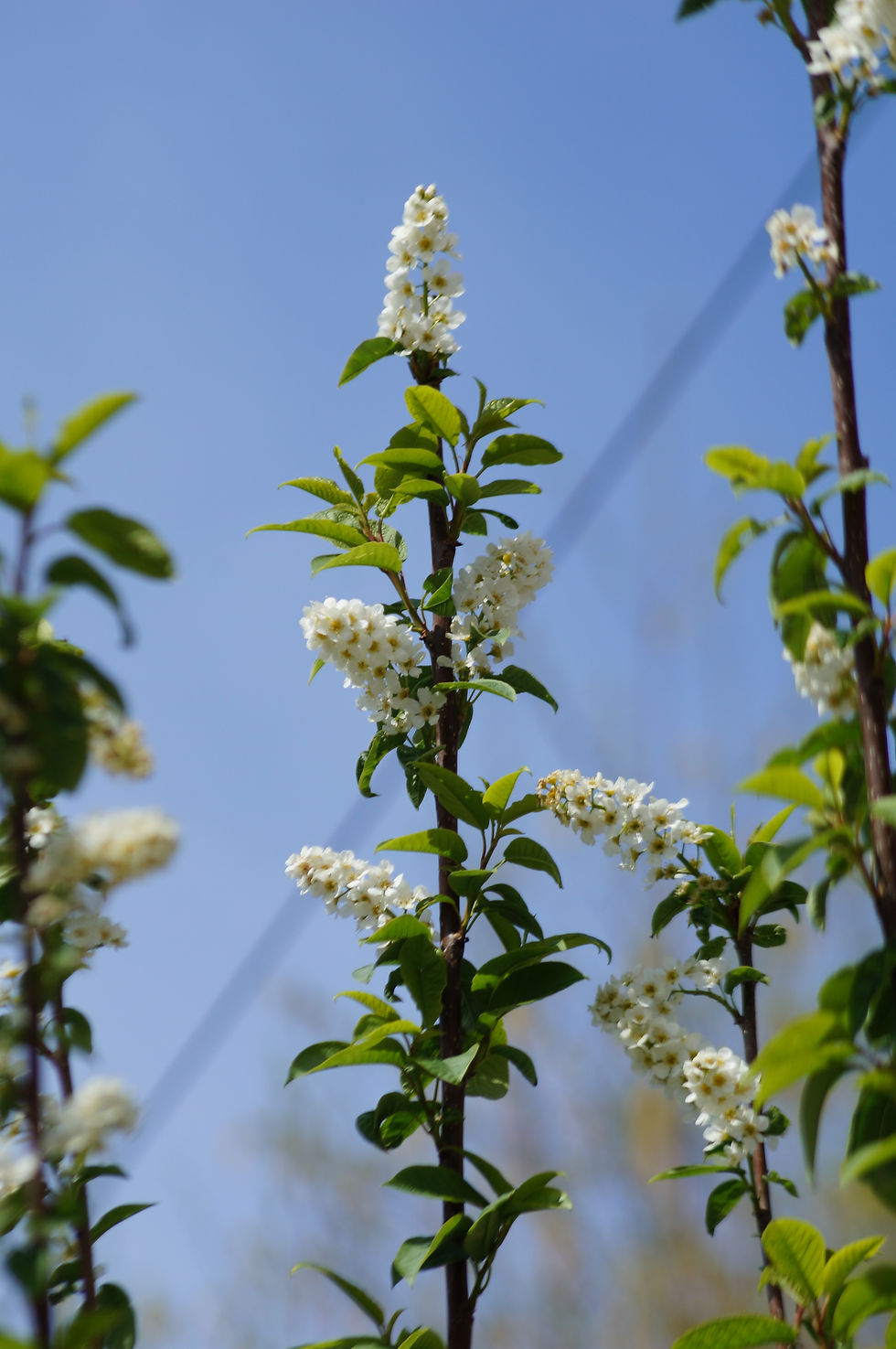 Bird cherry flowers, Holmdene Avenue, mid-May