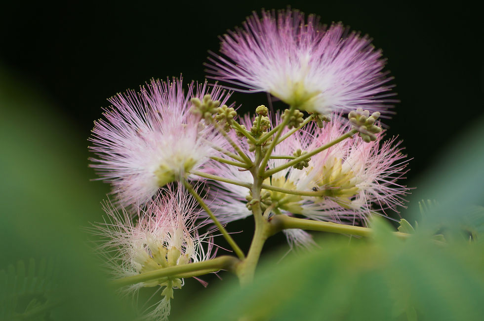 Half Moon Lane silk tree flowers