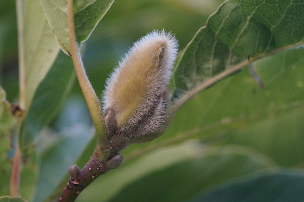 Casino Avenue Japanese magnolia flower bud