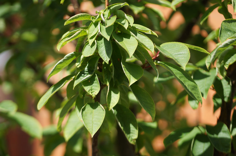 Bird cherry leaves, Holmdene Avenue