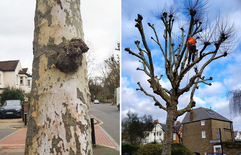 London planes on Half Moon Lane. Left - white bark from summer heatwave. Right - winter pruning of pollarded branches