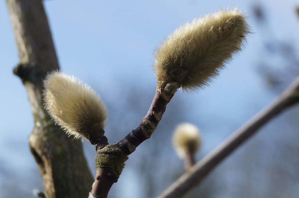 Casino Avenue magnolia flower bud