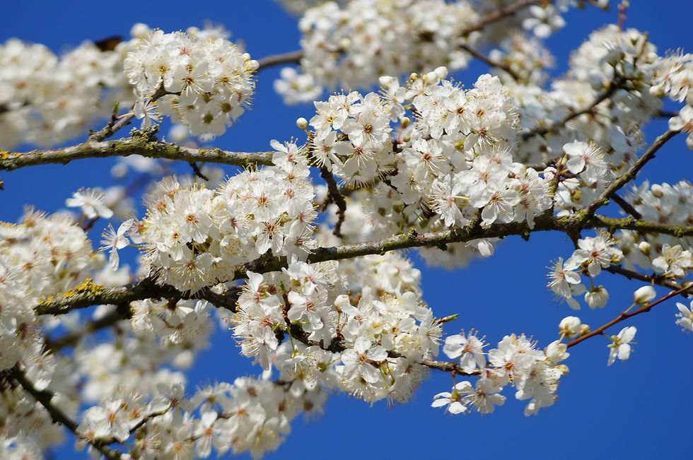 Cherry plum blossom, Burbage Road