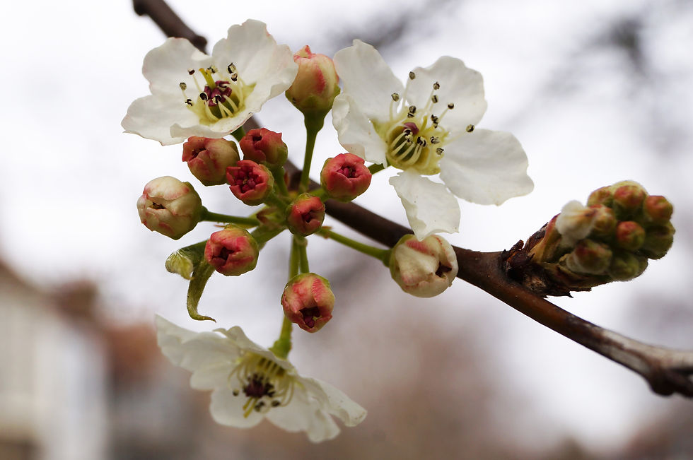 Chanticleer pear blossom, Danecroft Road
