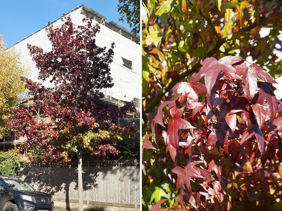 Lane Roberts sweet gum, Stradella Road. Left: profile. Right: leaf