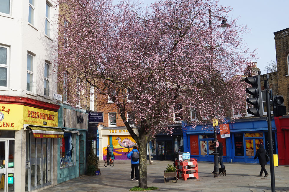 Black cherry plum, Railton Road