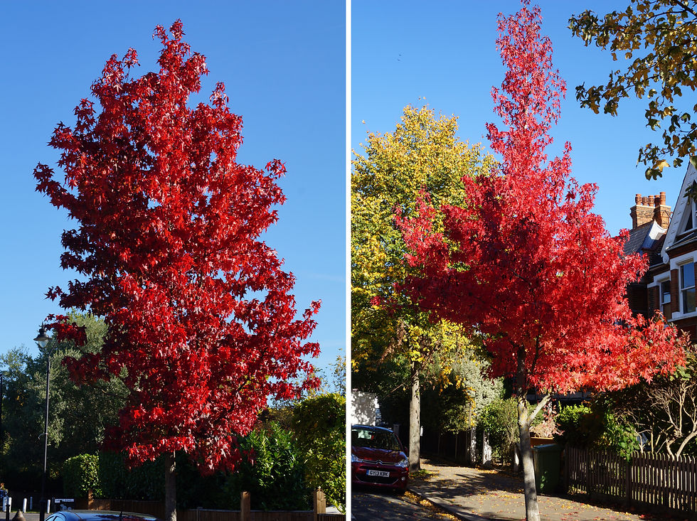 Fiery red Worplesdon sweet gums. Left: Burbage Road. Right: Stradella Road