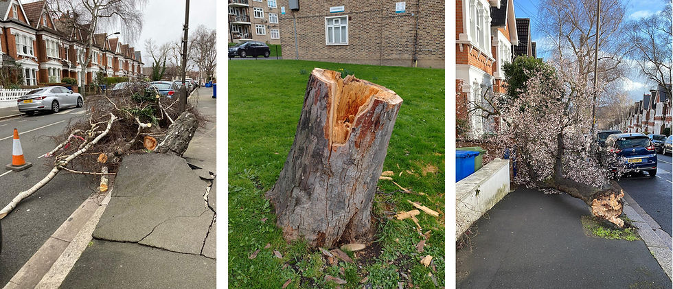 Left: Fallen silver birch, Elmwood Road. Centre: Felled sycamore, Pynnersmead. Right: Fallen cherry plum, Elfindale Road