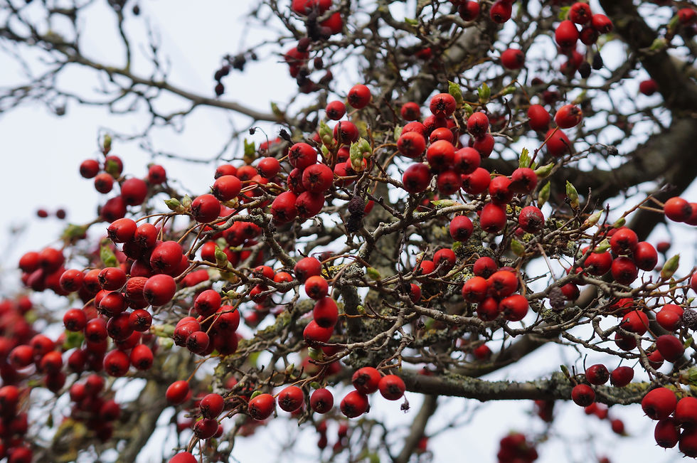 Grignon's thorn berries, Ruskin Walk