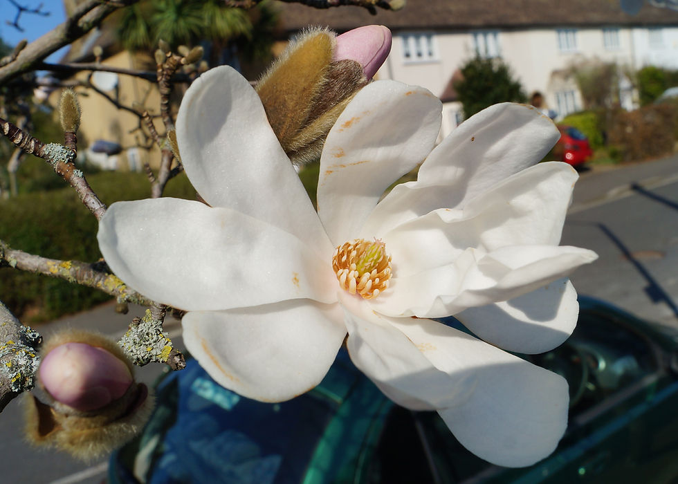 Northern Japanese magnolia flower, Casino Avenue