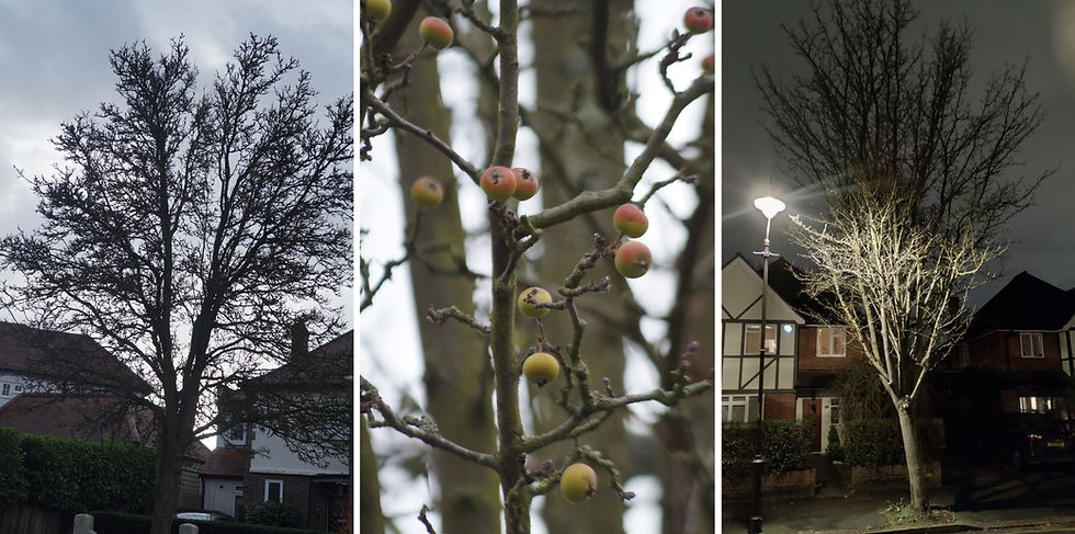 More fruiting trees in winter. Left - chanticleer pear profile, Burbage Road. Centre - chanticleer fruit, Frankfurt Road. Right - Chonosuki crab apple, Burbage Road
