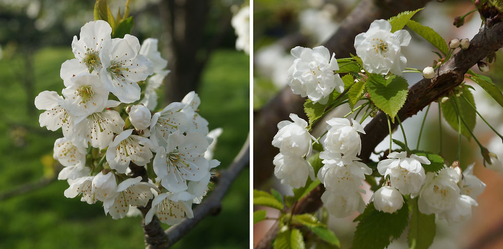 Left - Single-flowered blossom on Sunray Green. Right - Double-flowered blooms on Hollingbourne