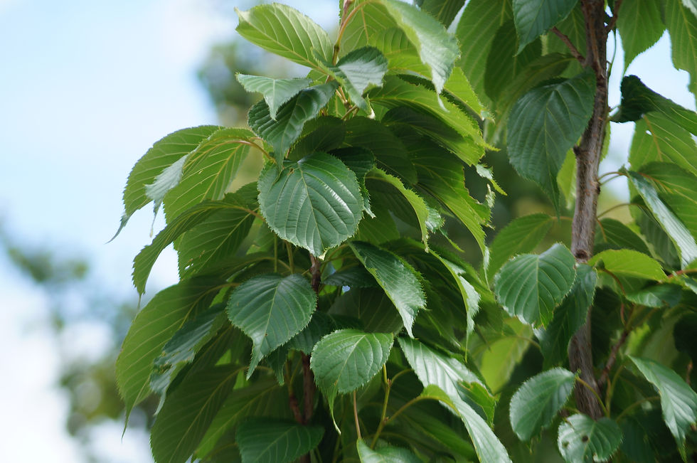 'Amanogawa' cherry leaves, Hollingbourne Road