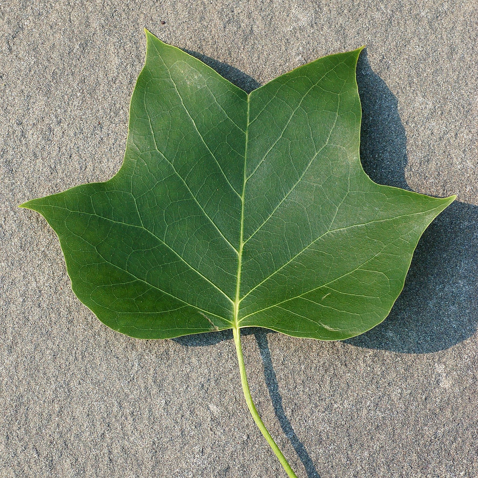 A leaf from the tulip tree, a primitive species related to the magnolias