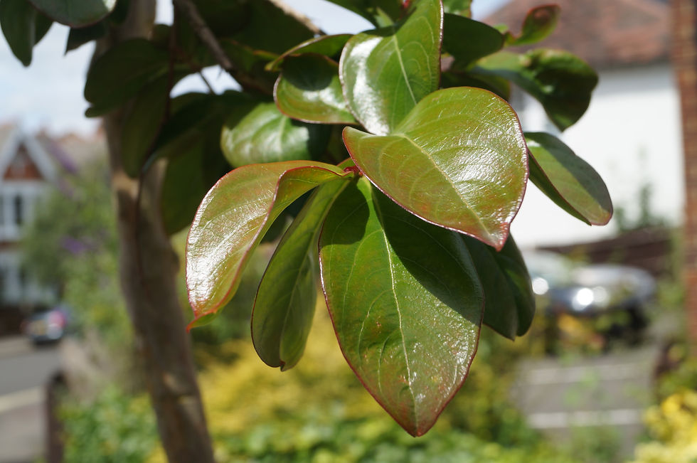 Crape myrtle leaves, Elfindale Road