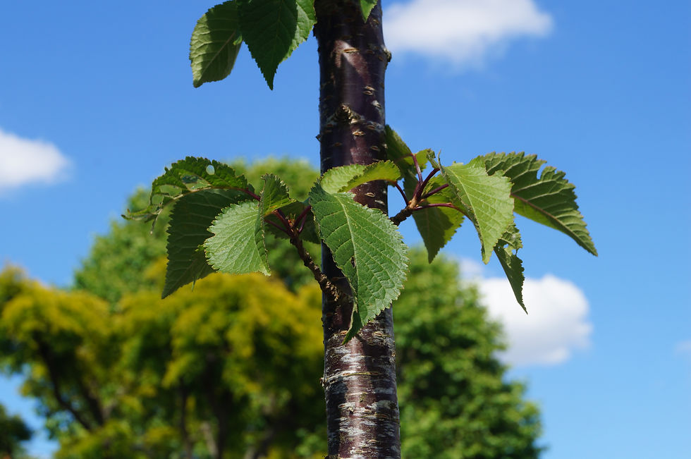 Hybrid cherry leaves, Elmwood Road