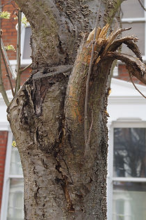 This rowan on Wyneham Road has had one o