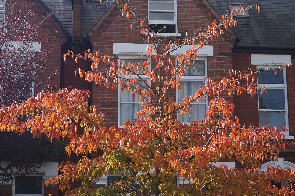 Orange and brown autumn colours of Yoshino cherry, Stradella Road