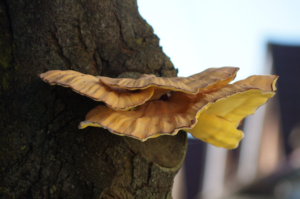 Beckwith Road cherry plum bracket fungus
