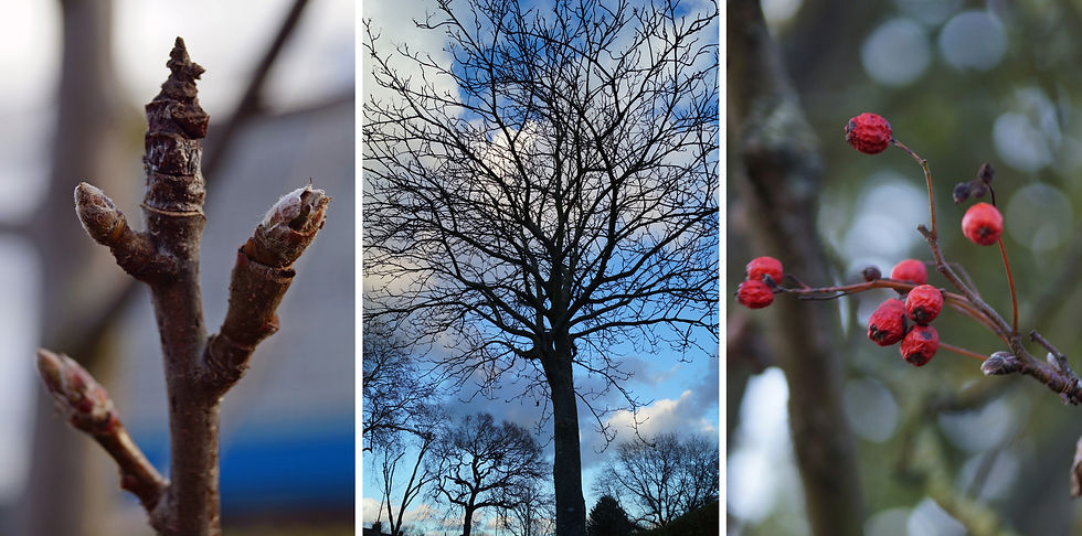Left: Common whitebeam, Nairne Grove. Centre: Swedish whitebeam, Casino Avenue. Right: Bastard service tree, Burbage Road