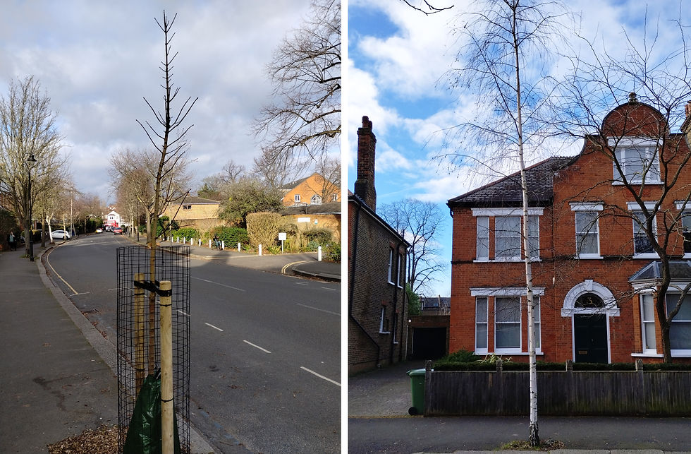 Narrow trees on Burbage Road. Left - newly planted Norway maple. Right - tall, upright Himalayan birch
