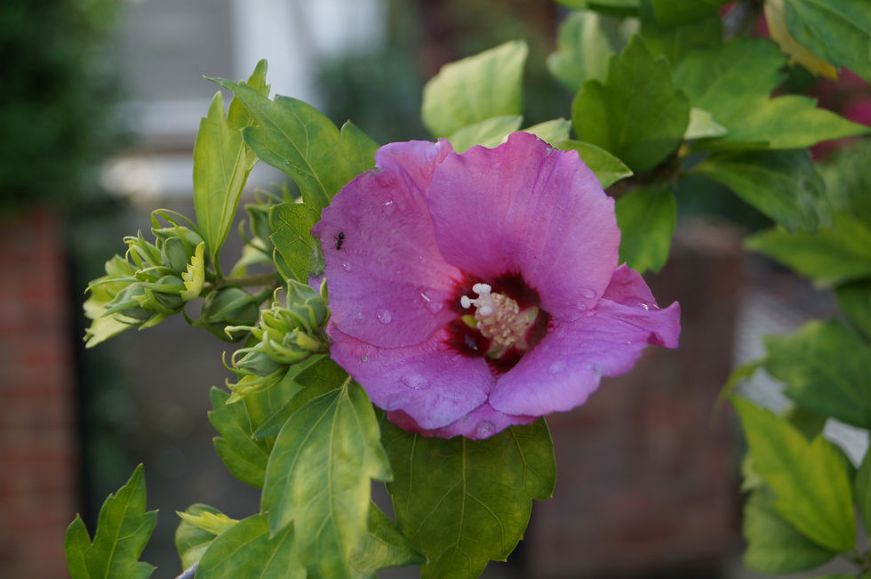 Beckwith Road hibiscus