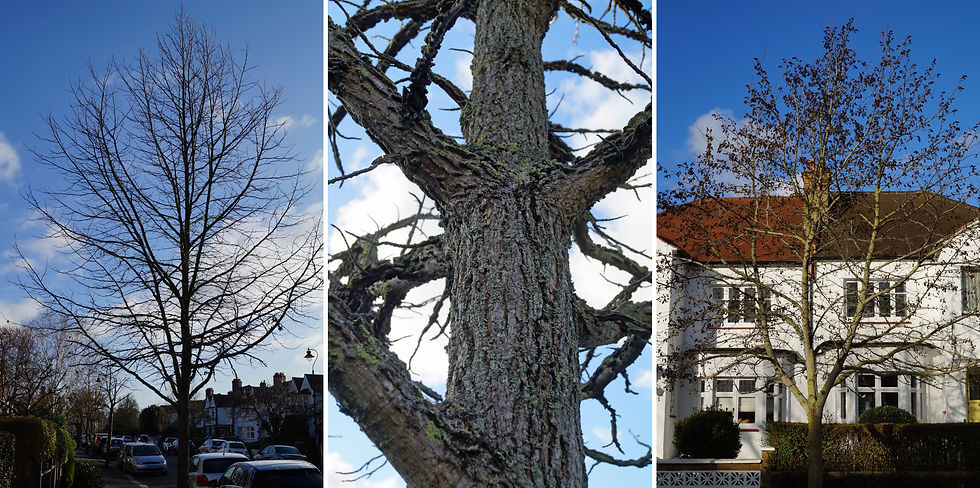 Left: Sweet gum profile, Burbage Road. Centre: Sweet gum corky bark, Burbage Road. Right: Sweet gum fruit, Half Moon Lane