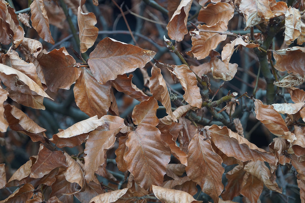 Persistent leaves in common beech hedge, Sunray Avenue