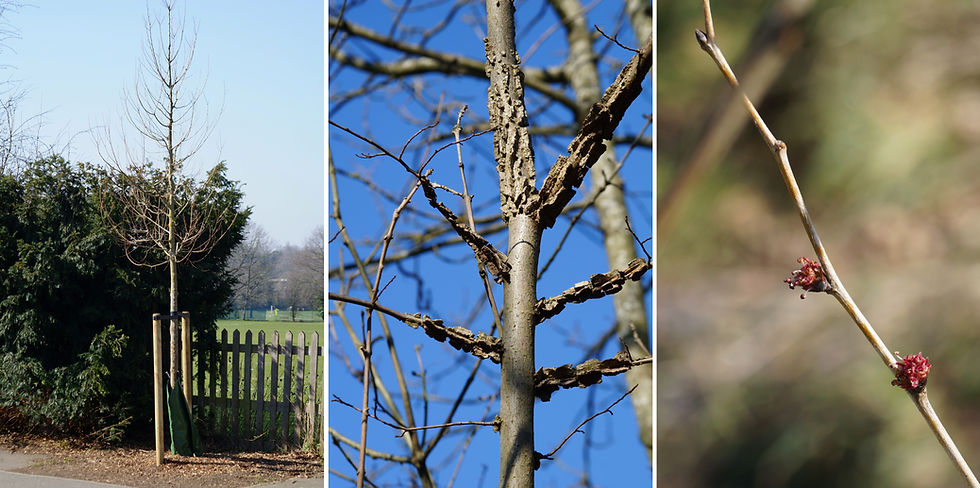 Left: Rebona elm, Gallery Road. Centre: Hedgerow elm, Gallery Road. Right: Flowers, Wingham elm sapling, Dulwich Orchard